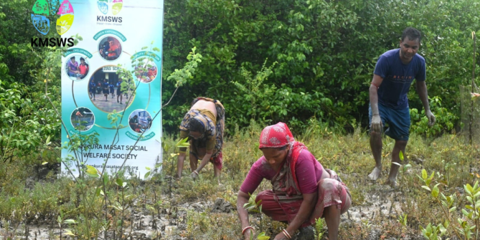 Three community workers planting mangrove saplings in a muddy wetland next to a Kankura Masat Social Welfare Society (KMSWS) banner, with a dense mangrove forest in the background.