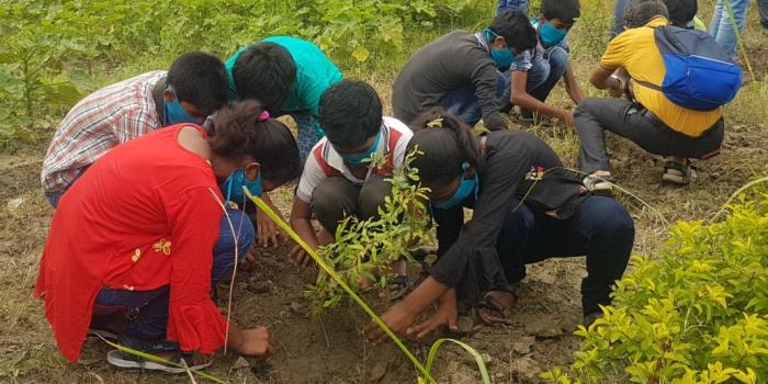 Tree Plantation